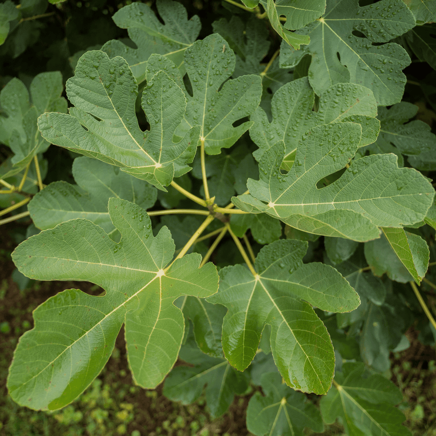 'Marseilles' Fig (Ficus carica cv.) - Monticello Shop