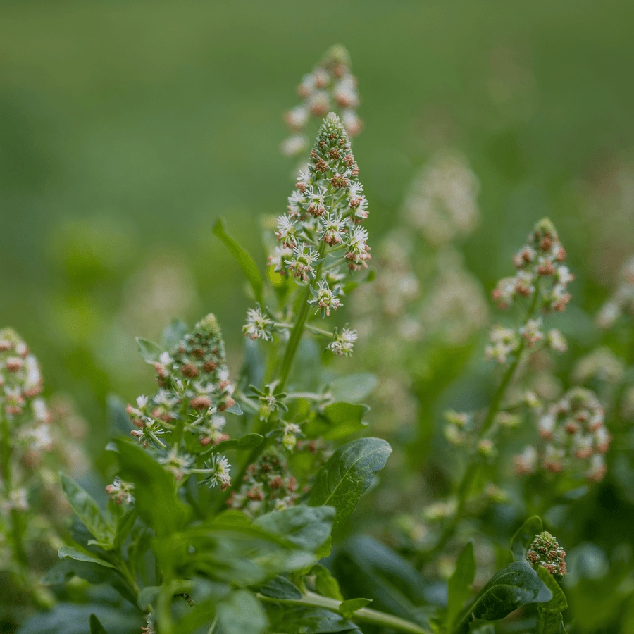 Mignonette Seeds (Reseda odorata grandiflora) - Monticello Shop