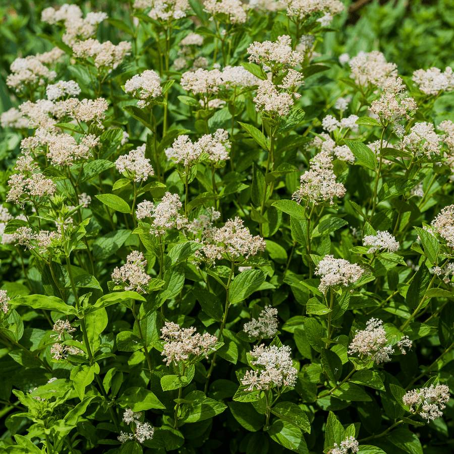 New Jersey Tea (Ceanothus americanus) - Monticello Shop