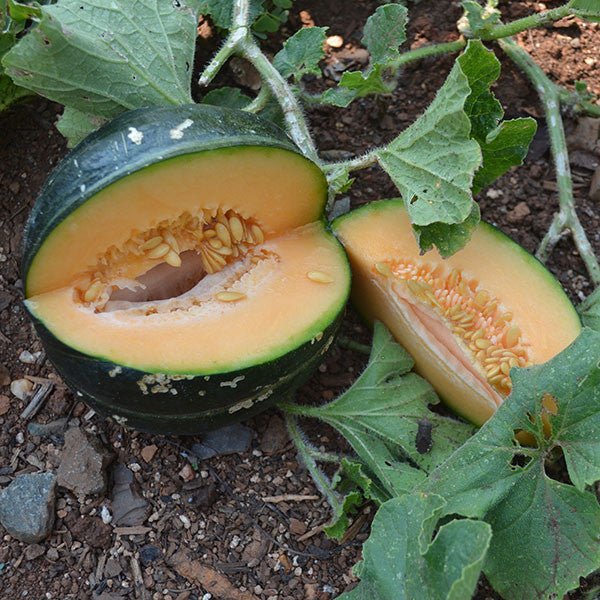 Noir des Carmes Melon Seeds (Cucumis melo cv.) - Monticello Shop