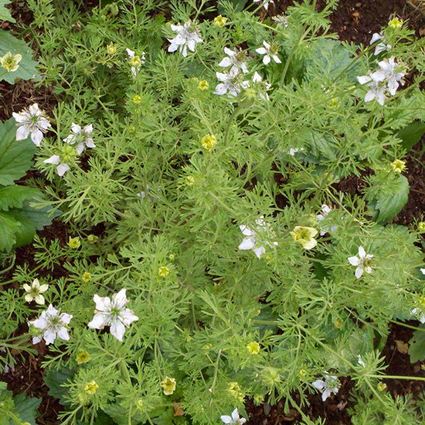jeera seeds plant Nutmeg Plant; Black Cumin Seeds (Nigella sativa)