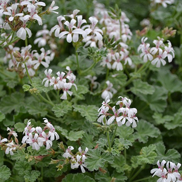 scented geranium house plants Nutmeg-Scented Geranium (Pelargonium x fragrans)