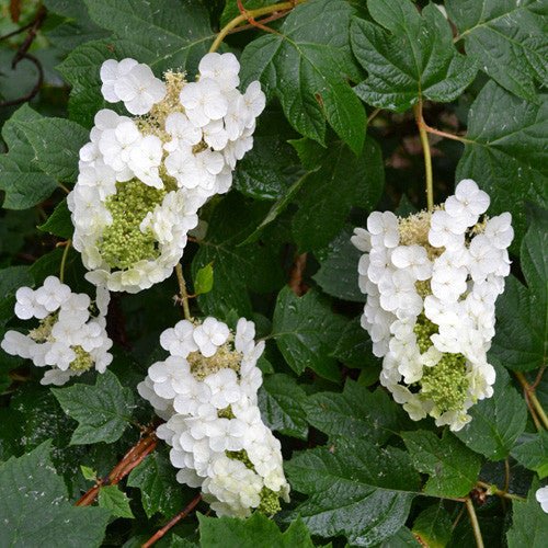 Oakleaf Hydrangea (Hydrangea quercifolia) - Monticello Shop