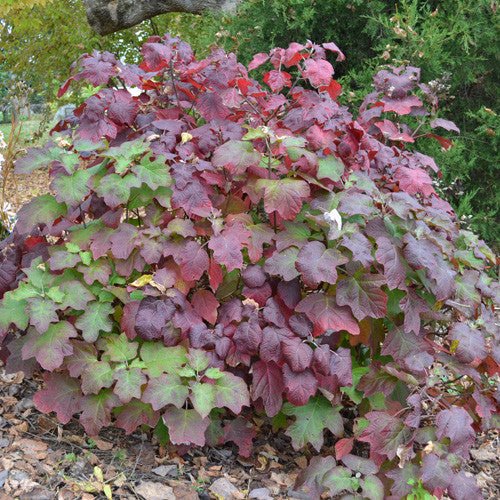 Oakleaf Hydrangea (Hydrangea quercifolia) - Monticello Shop