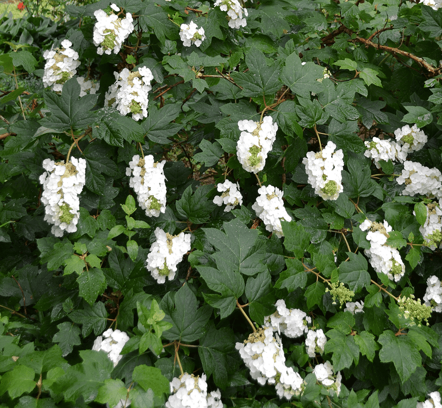Oakleaf Hydrangea (Hydrangea quercifolia) - Monticello Shop