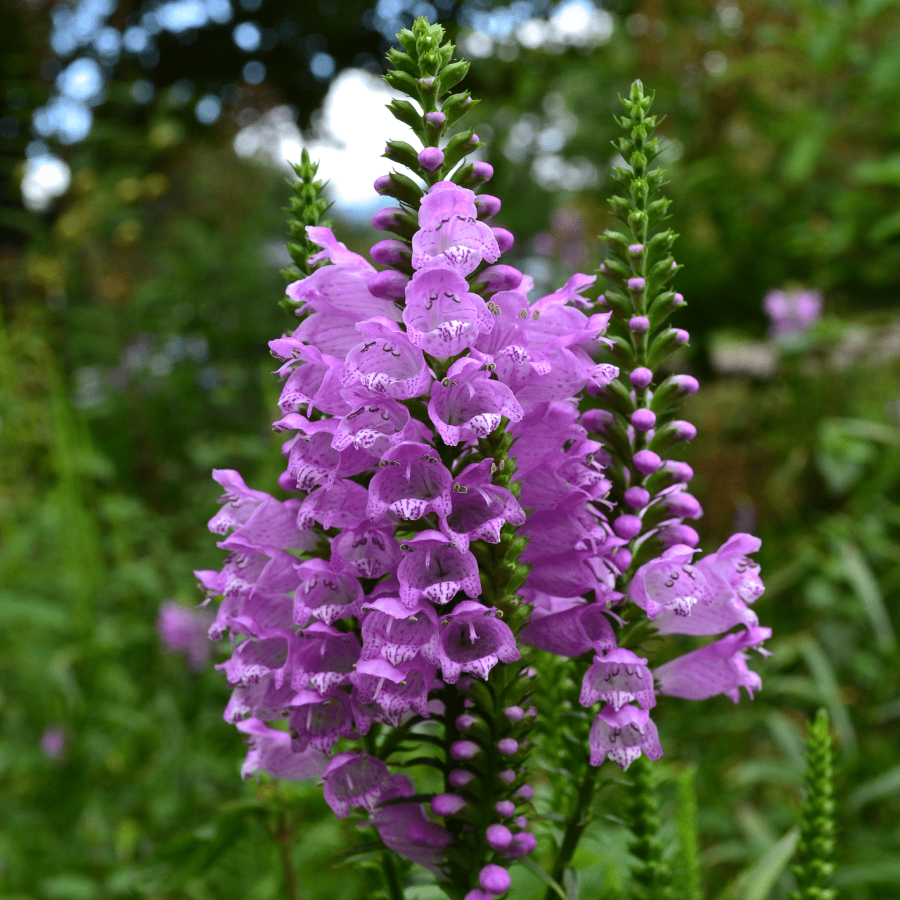 lavender obedient plant Obedient Plant (Physostegia virginianum)