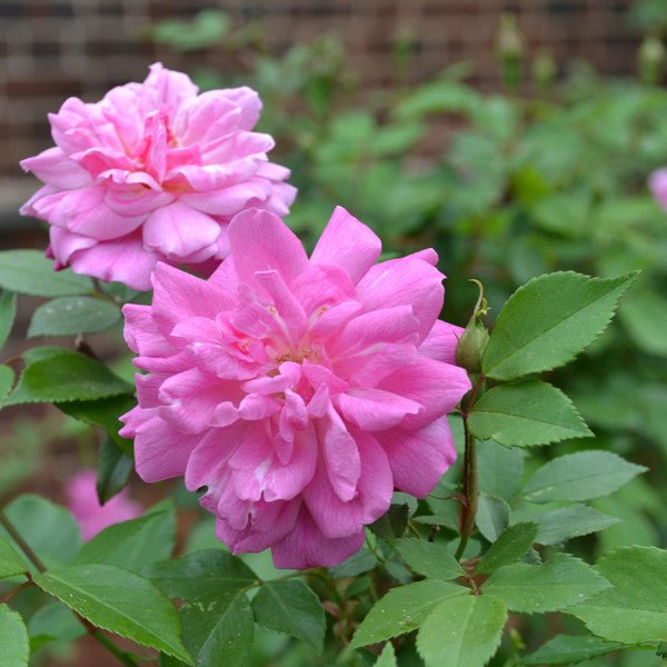 'Old Blush' China Rose (Rosa chinensis cv.) - Monticello Shop