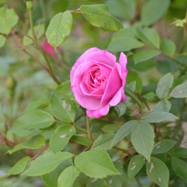 'Old Blush' China Rose (Rosa chinensis cv.)
