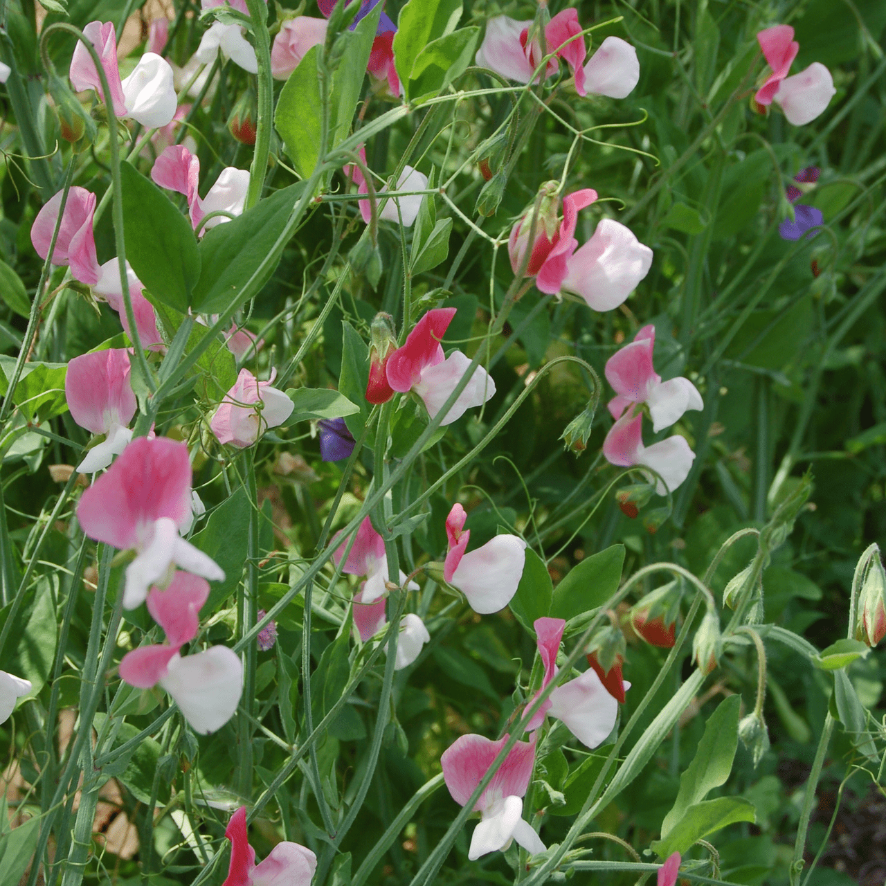 pink lady flower seeds Painted Lady Sweet Pea Seeds (Lathyrus odoratus cv.) – Monticello Shop