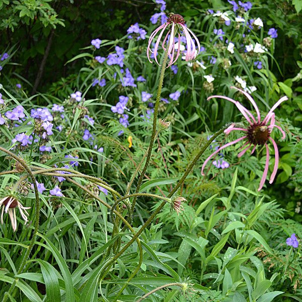 Pale Purple Coneflower (Echinacea pallida) - Monticello Shop
