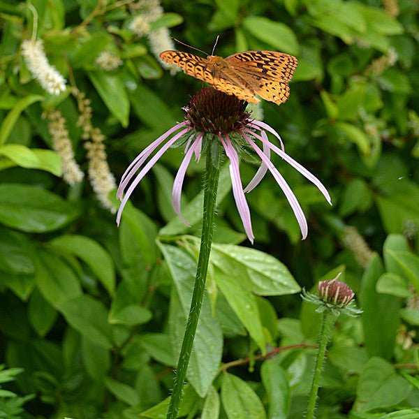 Pale Purple Coneflower (Echinacea pallida) - Monticello Shop