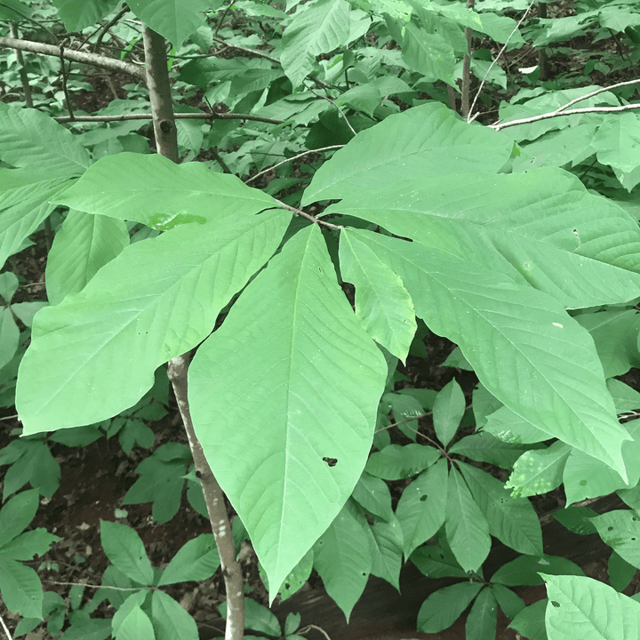 Paw Paw (Asimina triloba) - Monticello Shop
