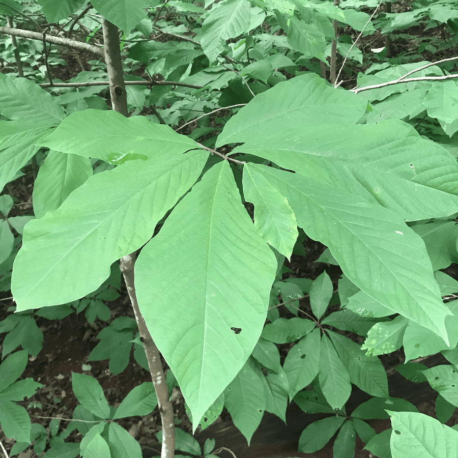 Paw Paw (Asimina triloba) - Monticello Shop