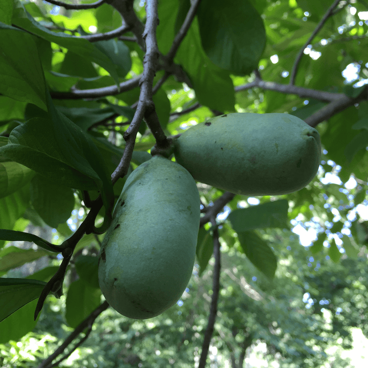 Paw Paw (Asimina triloba) - Monticello Shop