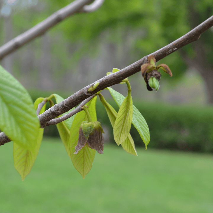 Paw Paw (Asimina triloba) - Monticello Shop