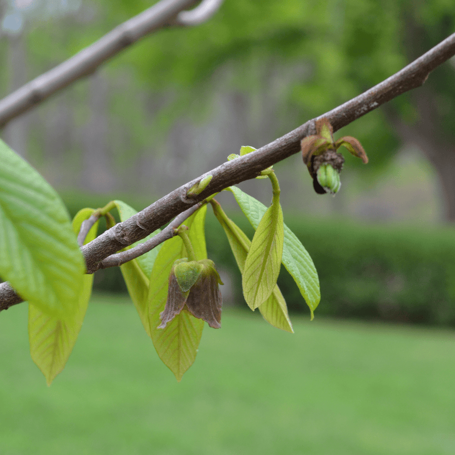 Paw Paw (Asimina triloba) - Monticello Shop
