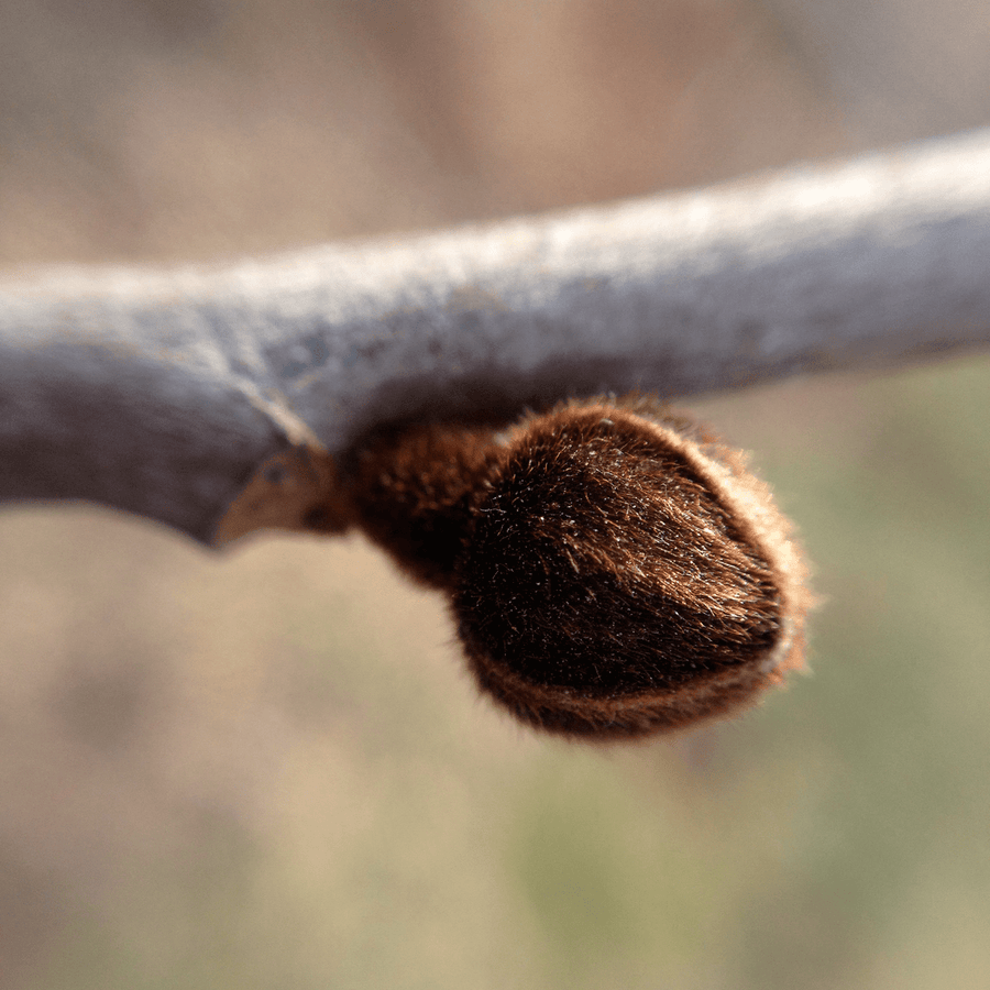 Paw Paw (Asimina triloba) - Monticello Shop