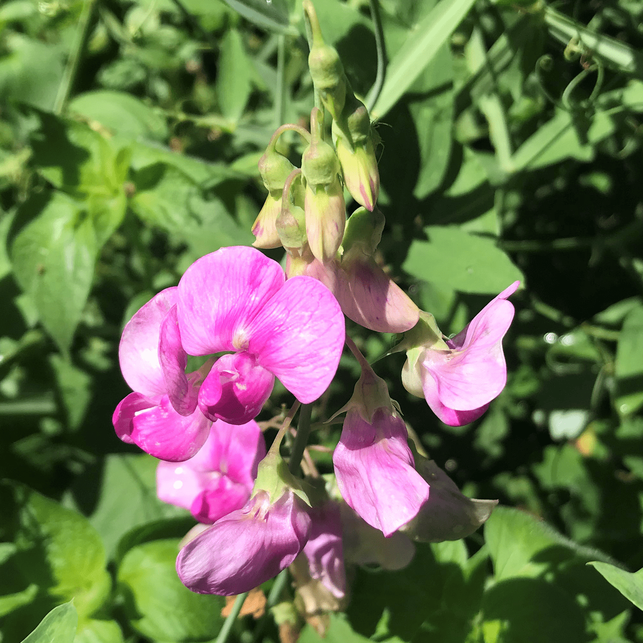 a pea plant that has round seeds Perennial Pea Seeds (Lathyrus latifolius) – Monticello Shop