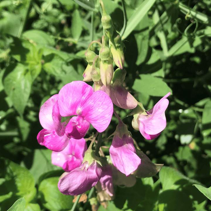 Perennial Pea Seeds (Lathyrus latifolius) - Monticello Shop
