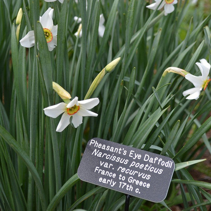 Pheasant's Eye Daffodil (Narcissus poeticus recurvus) - Monticello Shop