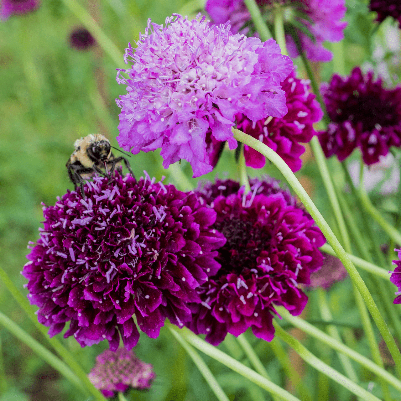 pincushion plant seeds Pincushion Flower Seeds (Scabiosa atropurpurea)