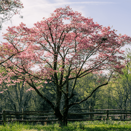 Pink Flowering Dogwood  (Cornus florida rubra)