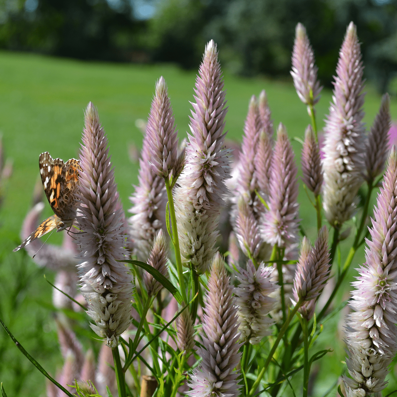 Pink-spiked Celosia Seeds (Celosia argentea var. spicata