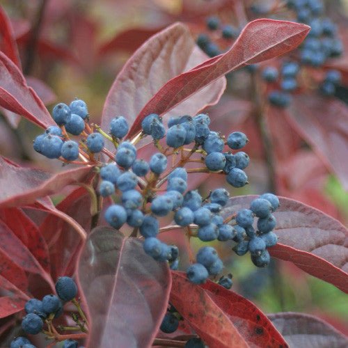 Possum Haw (Viburnum nudum) – Monticello Shop