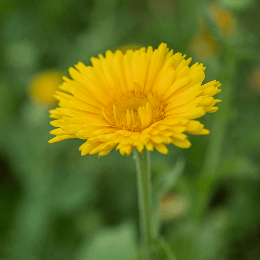Pot Marigold - Calendula Seeds (Calendula officinalis) - Monticello Shop