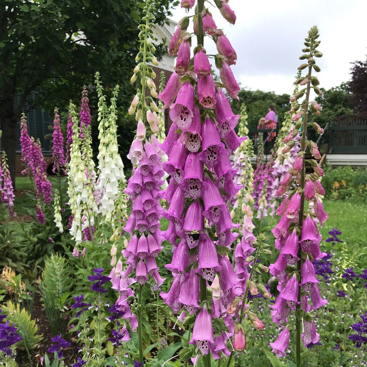 Purple Foxglove (Digitalis purpurea) - Monticello Shop