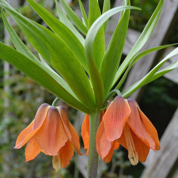 Red Crown Imperial Lily (Fritillaria imperialis 'Rubra Maxima') - Monticello Shop