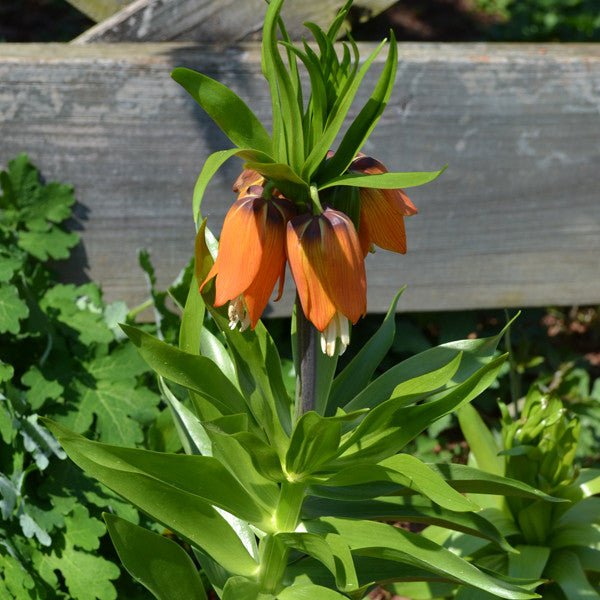 Red Crown Imperial Lily (Fritillaria imperialis 'Rubra Maxima') - Monticello Shop