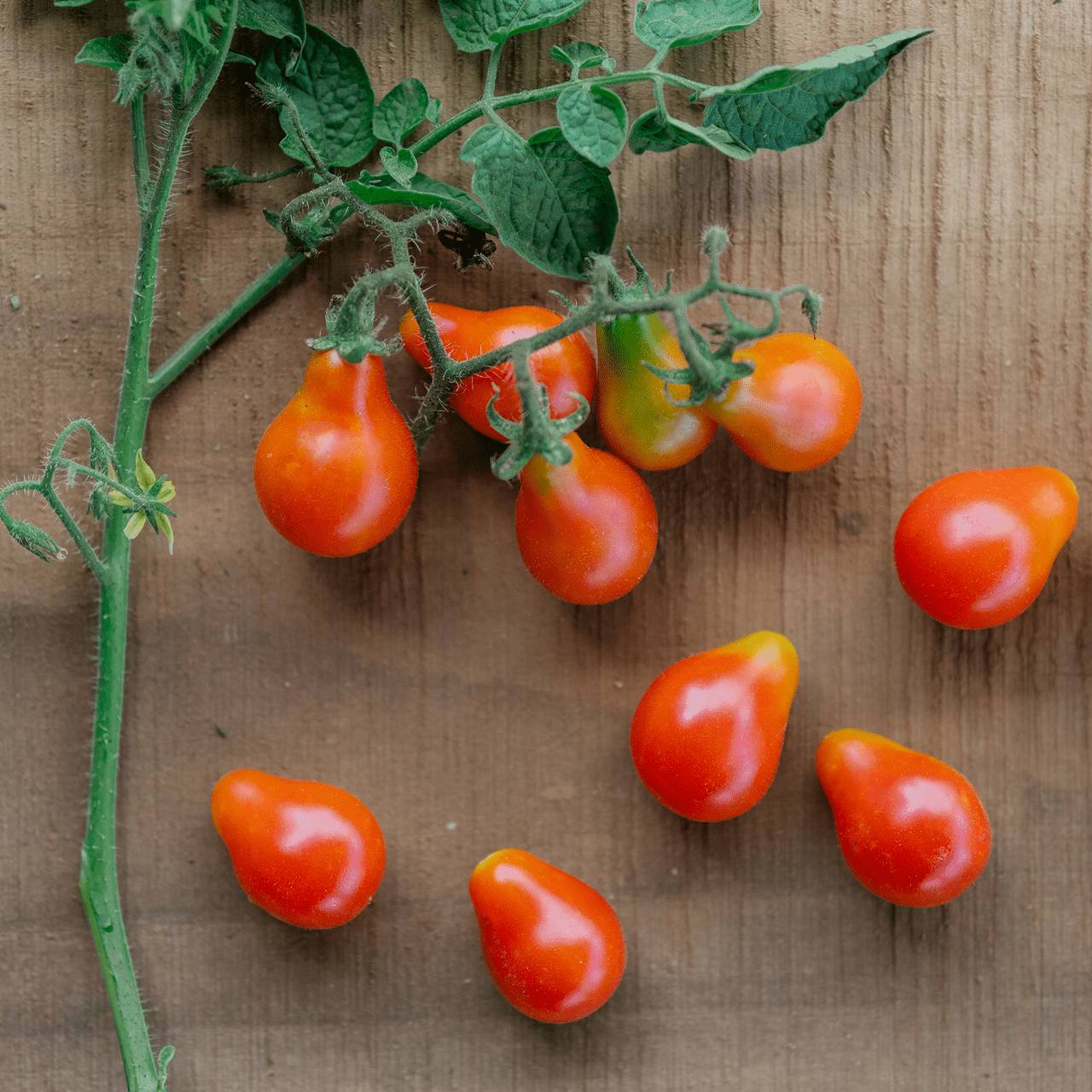 邦楽 Strollin with TOMATOS CD Red Fig Tomato Seeds (Solanum lycopersicum cv.) – Monticello Shop