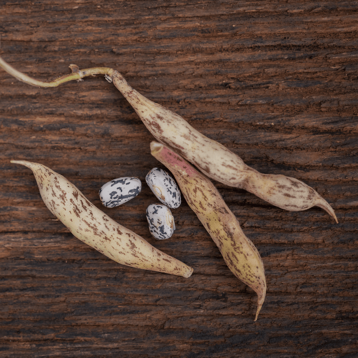 Refugee Bean Seeds (Phaseolus vulgaris cv.) - Monticello Shop