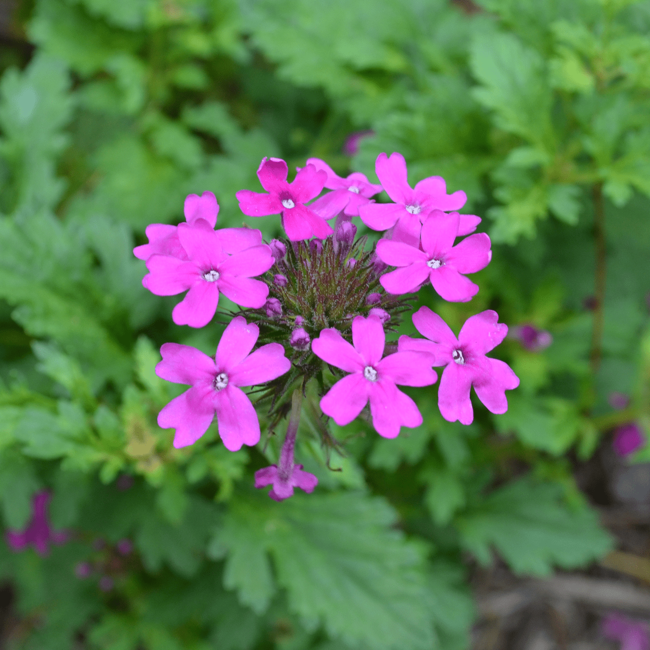rose verbena seeds Rose Vervain (Verbena canadensis)