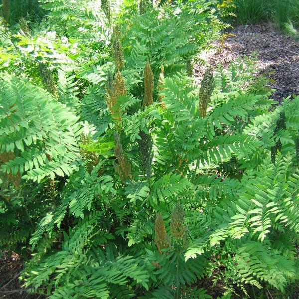 Royal Fern (Osmunda regalis) - Monticello Shop