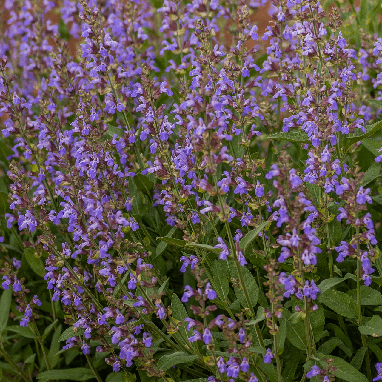 Sage Seeds (Salvia officinalis) – Monticello Shop