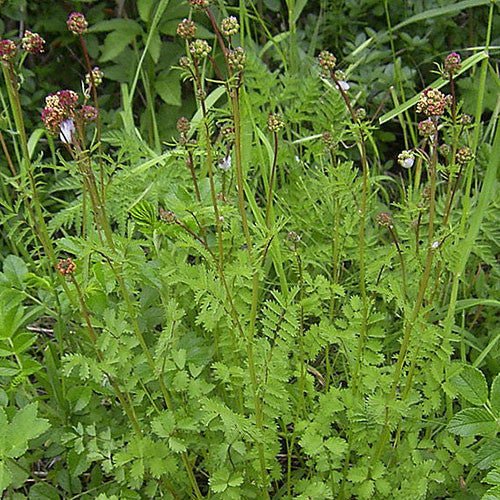 Salad Burnet (Sanguisorba minor)  Monticello Shop