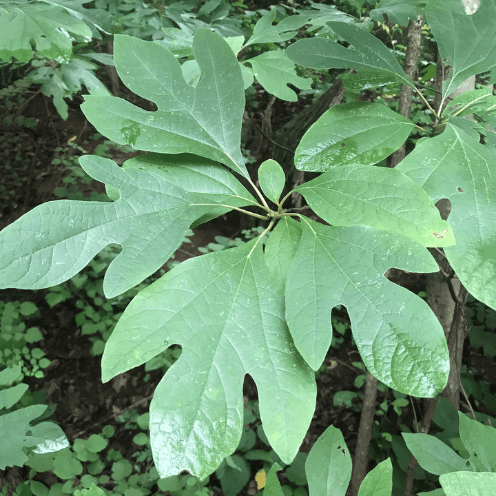 Sassafras (Sassafras albidum) - Monticello Shop