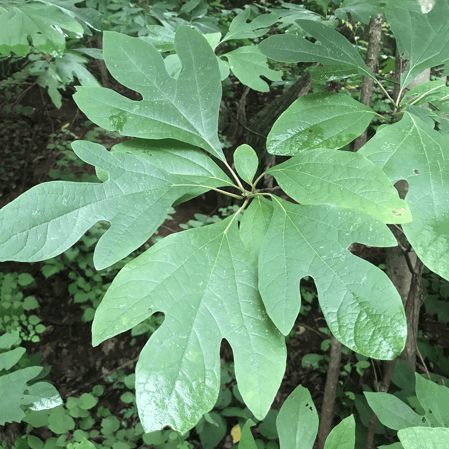 Sassafras (Sassafras albidum) - Monticello Shop