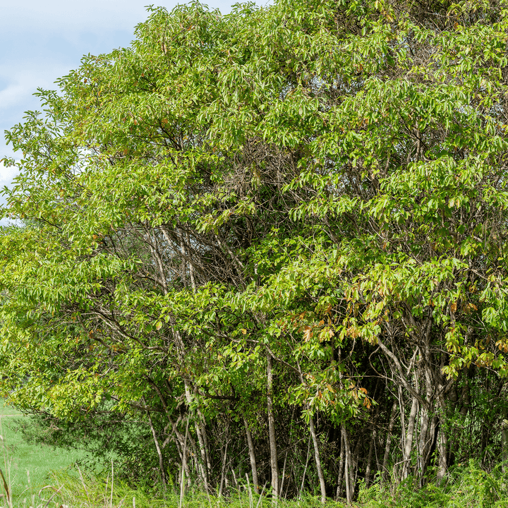 Sassafras (Sassafras albidum) - Monticello Shop
