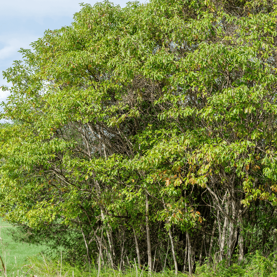 Sassafras (Sassafras albidum) - Monticello Shop