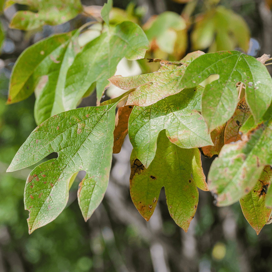 Sassafras (Sassafras albidum) - Monticello Shop