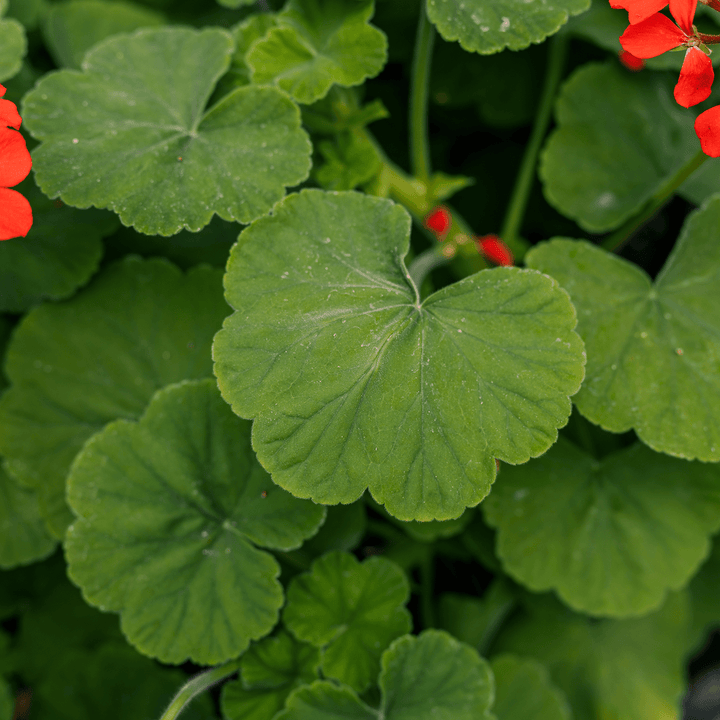 Scarlet Geranium (Pelargonium inquinans) - Monticello Shop
