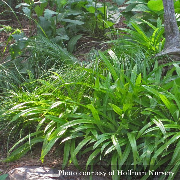 Seersucker Sedge; Plantainleaf Sedge (Carex plantaginea) - Monticello Shop