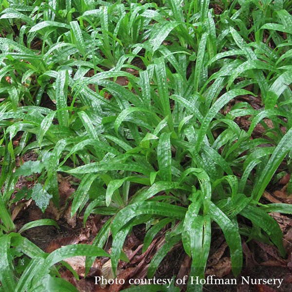 Seersucker Sedge; Plantainleaf Sedge (Carex plantaginea) - Monticello Shop