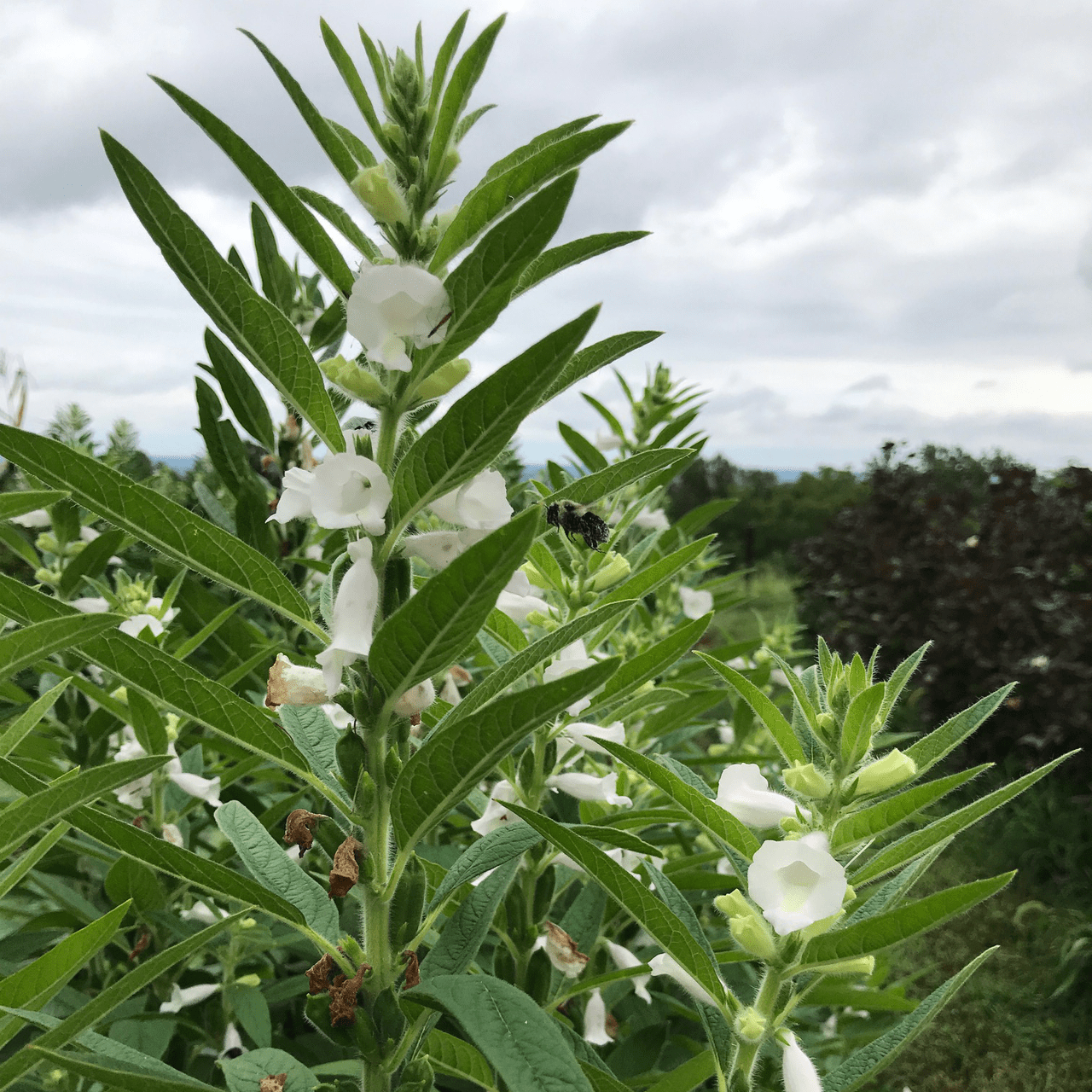 where to buy sesame seeds for planting Sesame Seeds (Sesamum indicum)