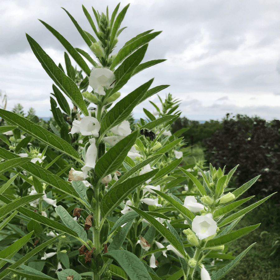 Sesame Seeds (Sesamum indicum) - Monticello Shop