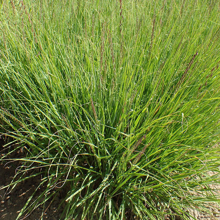 Sideoats Grama (Bouteloua curtipendula) - Monticello Shop