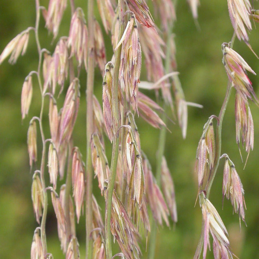 Sideoats Grama (Bouteloua curtipendula) - Monticello Shop